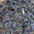 Lavanda