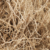 Vetiver